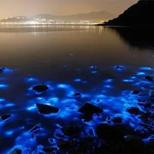 Luminous Lagoon Night Cruise